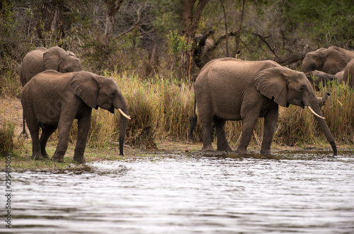 Eléphant d'Afrique, loxodonta africana, African elephant, Parc national Kruger, Afrique du Sud