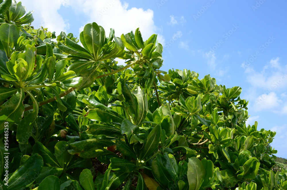 Obraz premium 南国沖縄のクサトベラの葉
