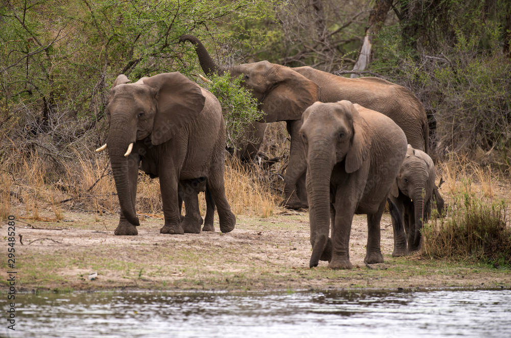 Fototapeta premium Słoń afrykański, loxodonta africana, słoń afrykański, Park Narodowy Krugera, RPA