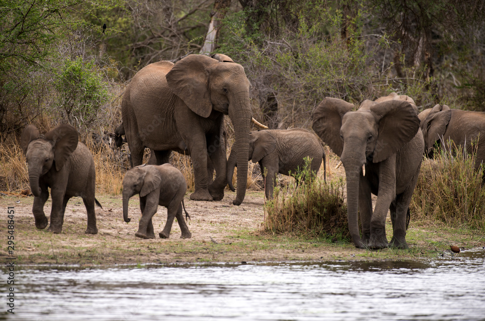 Fototapeta premium Eléphant d'Afrique, loxodonta africana, African elephant, Parc national Kruger, Afrique du Sud