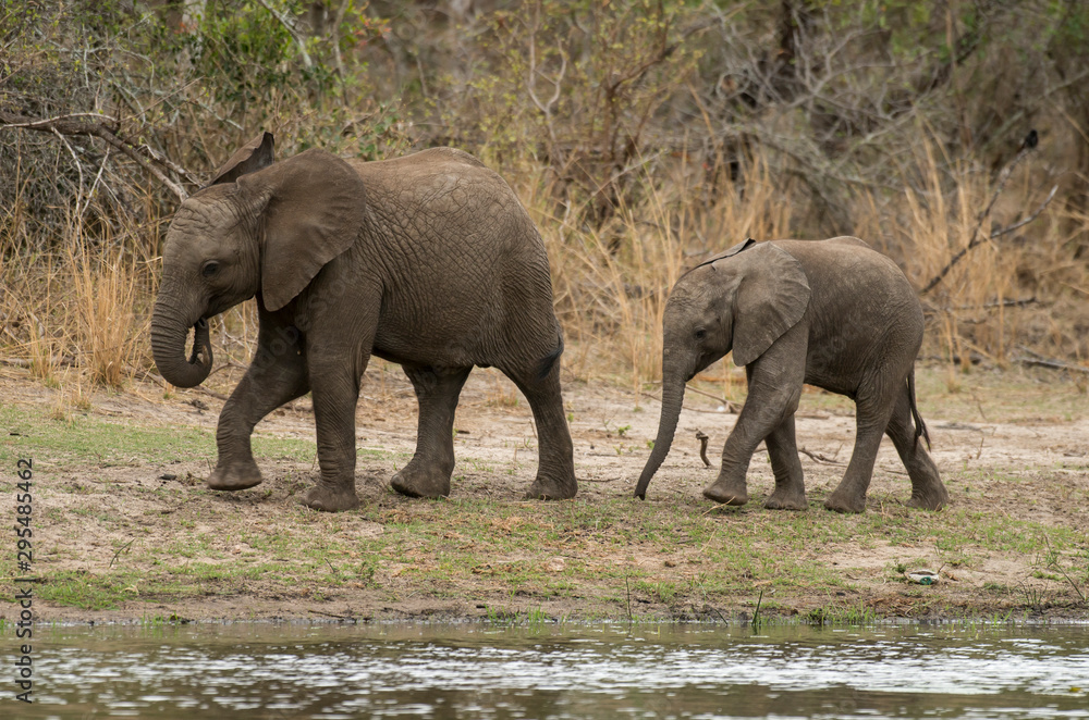 Fototapeta premium Eléphant d'Afrique, loxodonta africana, African elephant, Parc national Kruger, Afrique du Sud