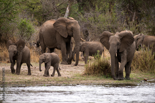Eléphant d'Afrique, loxodonta africana, African elephant, Parc national Kruger, Afrique du Sud © JAG IMAGES