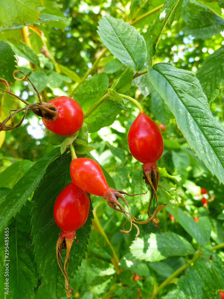 Wild ripe rosehips on bush in nature. Dog-rose berries on branch with green leaves, bright autumn background. Dog rose red fruits (Rosa canina, Briar). Wild ripe rosehips on bush in nature. Dog-rose berries on branch with green leaves, bright autumn background. Dog rose red fruits (Rosa canina, Briar).