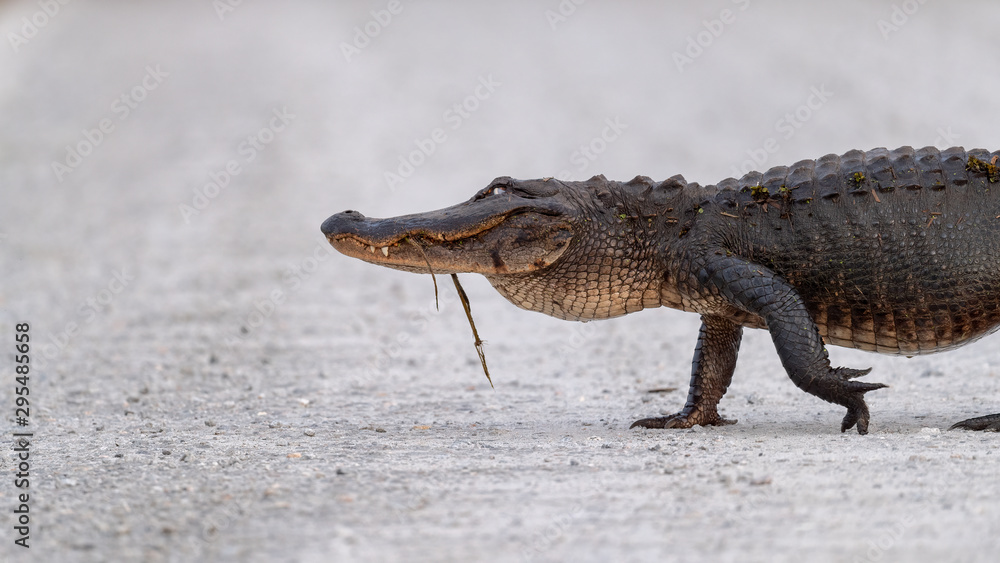Naklejka premium A large American Alligator crossing the road.