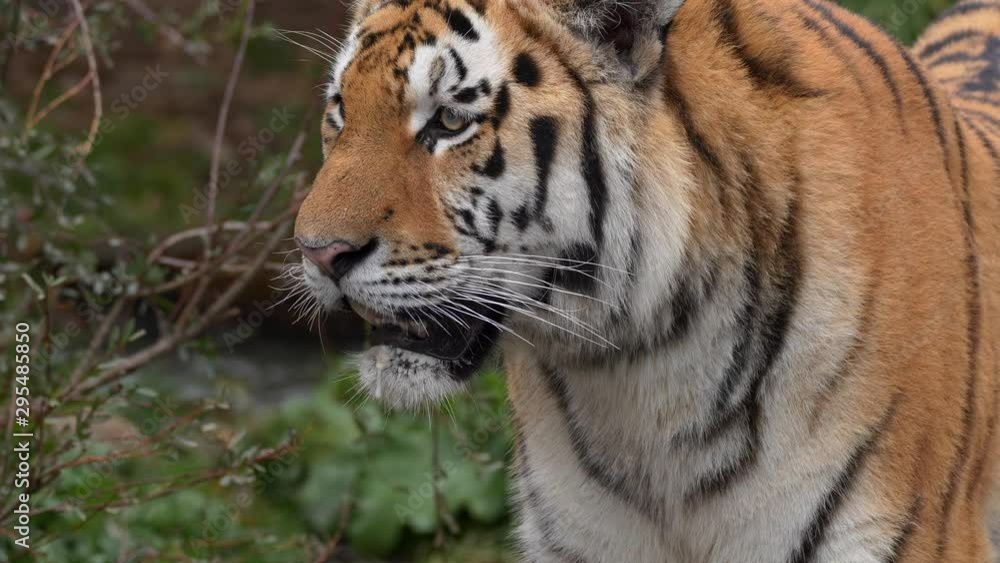 Siberian tiger (Panthera tigris altaica) male hunting Siberian tiger (Panthera tigris altaica) male hunting