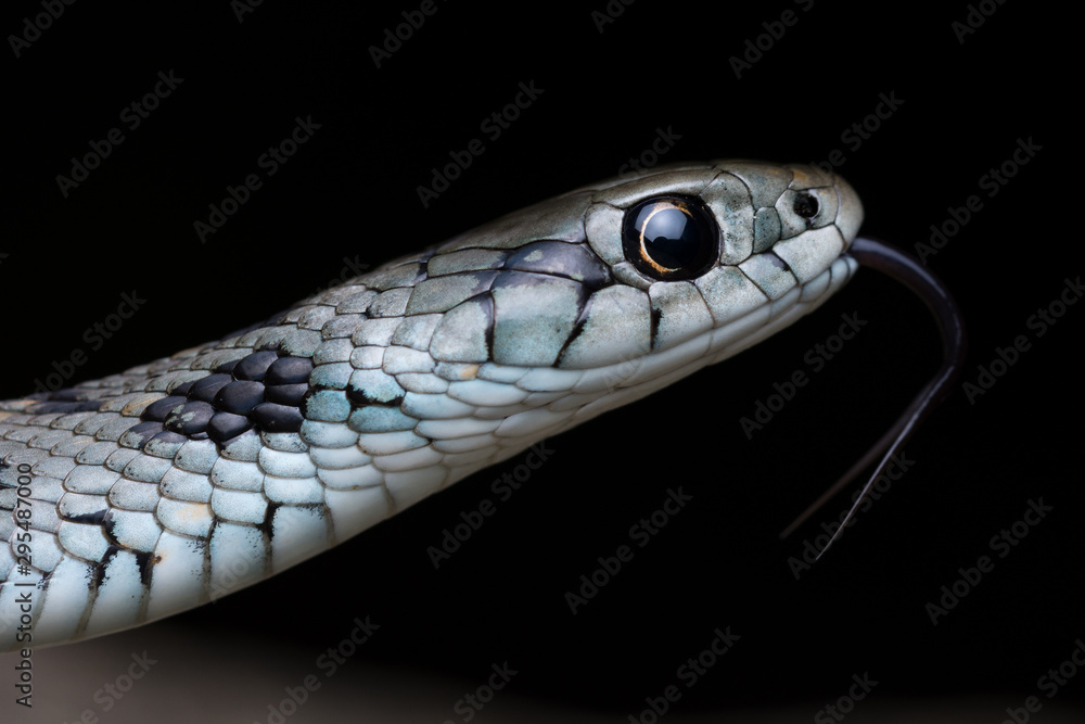 Mediterranean grass snake (Natrix astreptophora) Mediterranean grass snake (Natrix astreptophora)