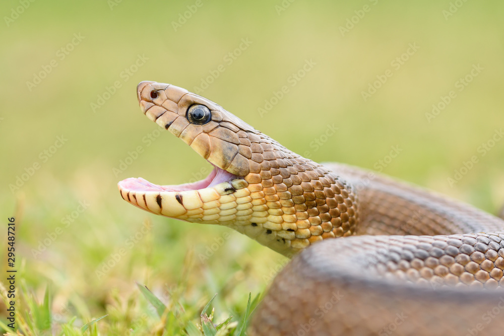 Ladder snake (Zamenis scalaris) hungry Ladder snake (Zamenis scalaris) hungry