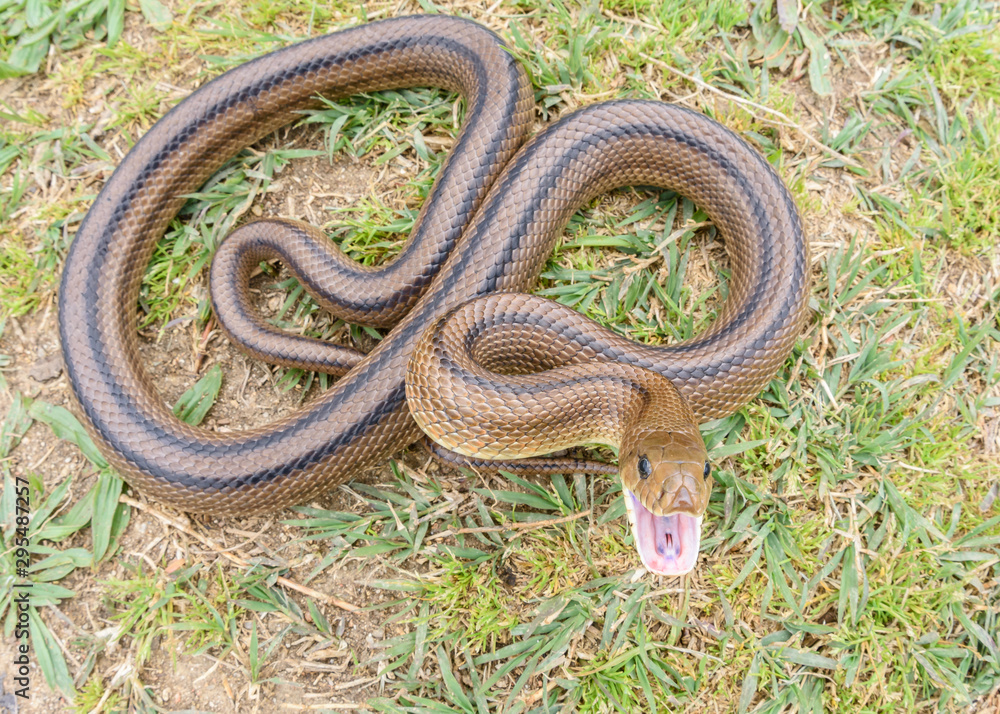 Ladder snake (Zamenis scalaris) wide angle Ladder snake (Zamenis scalaris) wide angle