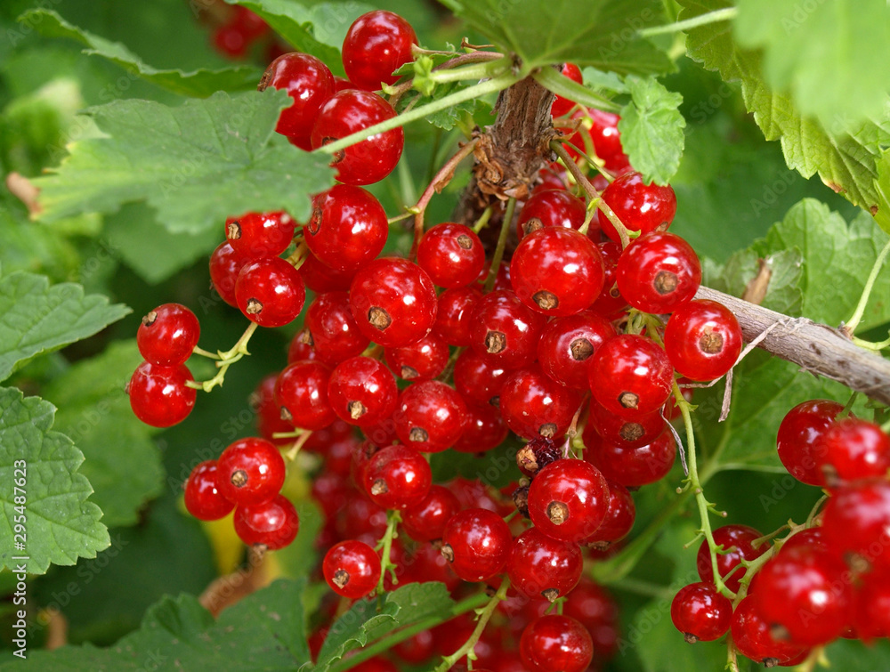 red currant among green foliage. red currant among green foliage.