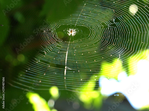 cobweb with a spider in the center on a green summer background. photo