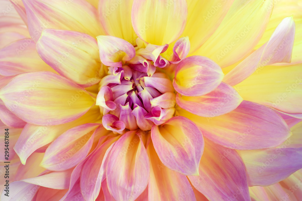 Dahlia flower background. Macro image.