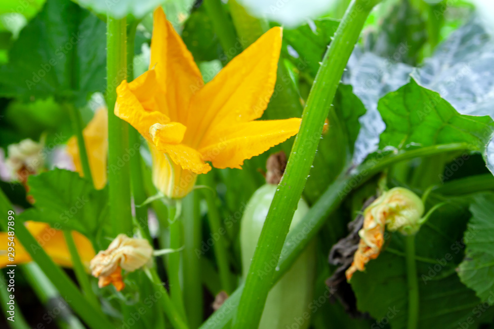The growth of zucchini on the plantation. Close-up of yellow zucchini flower, closeup. The growth of zucchini on the plantation. Close-up of yellow zucchini flower, closeup.