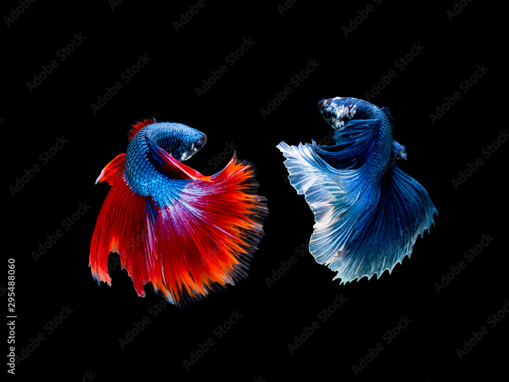 Action and movement of Thai fighting fish on a black background Action and movement of Thai fighting fish on a black background