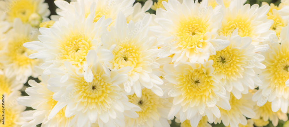 Obraz premium The patterns and textures are arranged and the beautiful color of the soft chrysanthemum