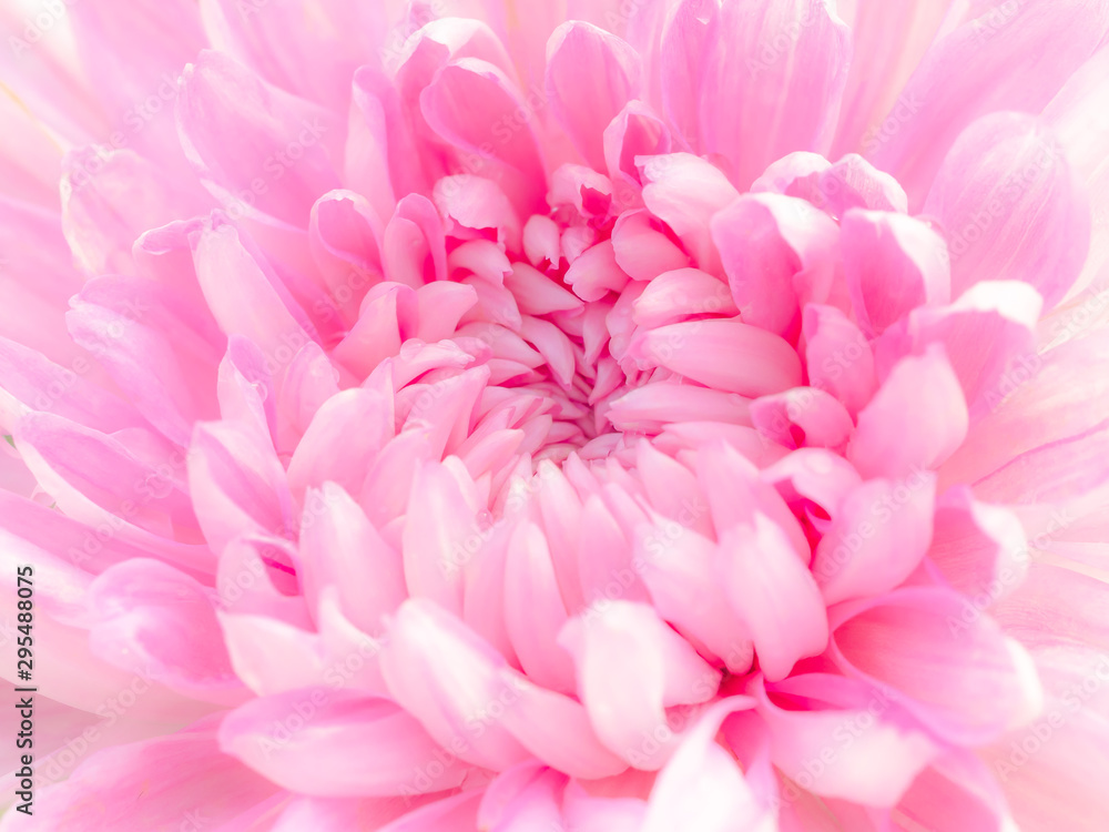 The patterns and textures are arranged and the beautiful color of the soft chrysanthemum