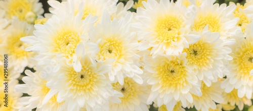 The patterns and textures are arranged and the beautiful color of the soft chrysanthemum