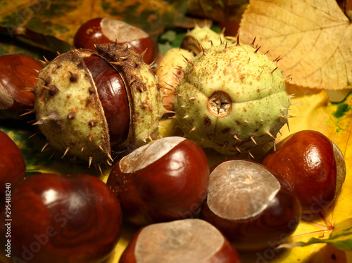 Ripe and spiny fruits of horse chestnut.