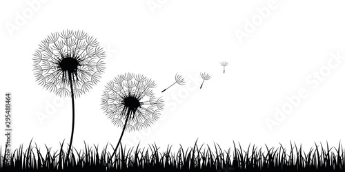 Fototapeta Naklejka Na Ścianę i Meble -  two dandelion silhouette with flying seeds on meadow vector illustration EPS10