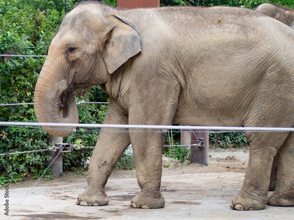 Fototapeta premium Słoń jedzący ryż z nosem