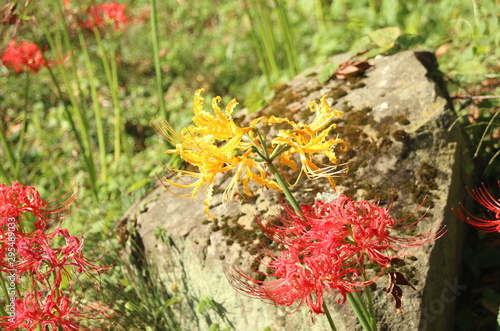 彼岸花　栃木県茂木町　城山公園 photo