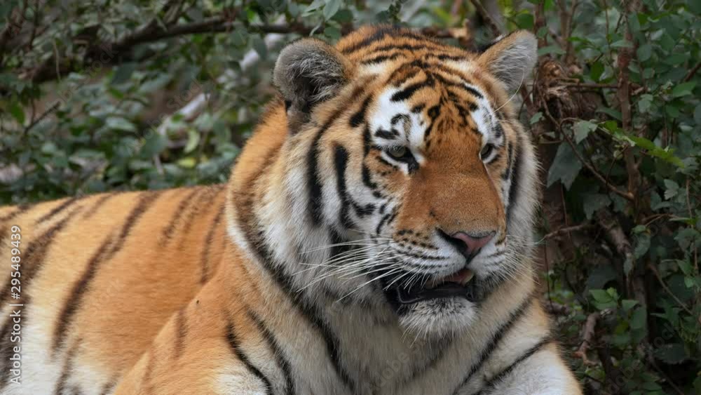Siberian tiger (Panthera tigris altaica) calling for mate Siberian tiger (Panthera tigris altaica) calling for mate
