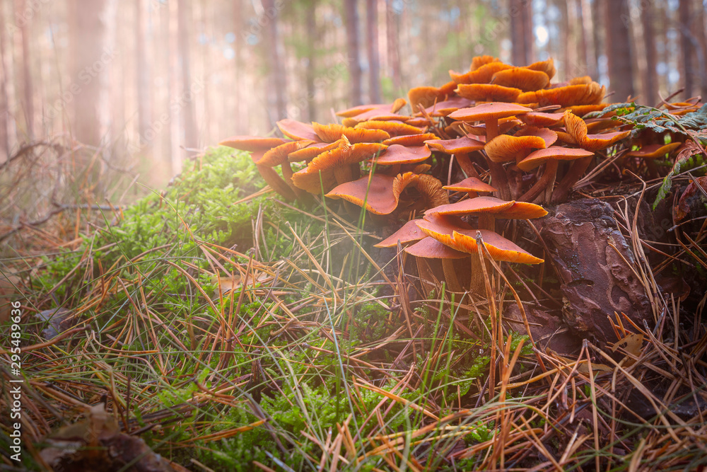 mushrooms in the forest mushrooms in the forest