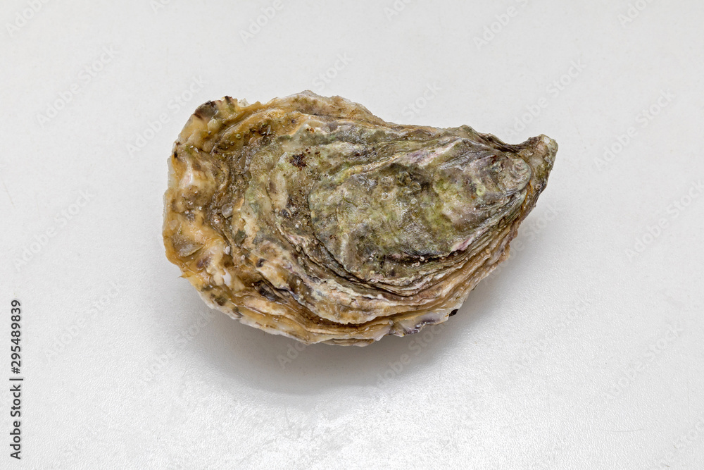 Oyster at Table Oyster at Table