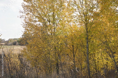 trees in autumn