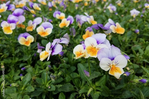 Colorful flowers blossom in a garden in spring