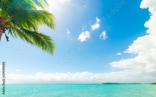 Fototapeta Naklejka Na Ścianę i Meble -  Turquoise water and palm tree in Le Gosier shore