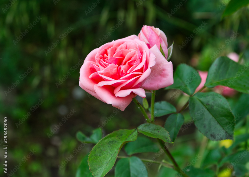 Closeup of beautiful pink rose photographed in organic garden with blurred leaves.Nature and roses concept. Closeup of beautiful pink rose photographed in organic garden with blurred leaves.Nature and roses concept.