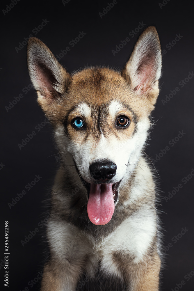 Retrato a cachorro en estudio Retrato a cachorro en estudio
