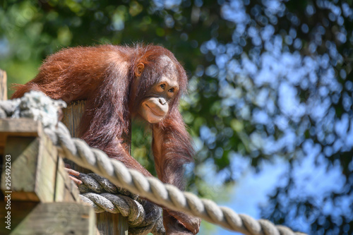 Young orangutan getting ready to climb on ropes at the zoo