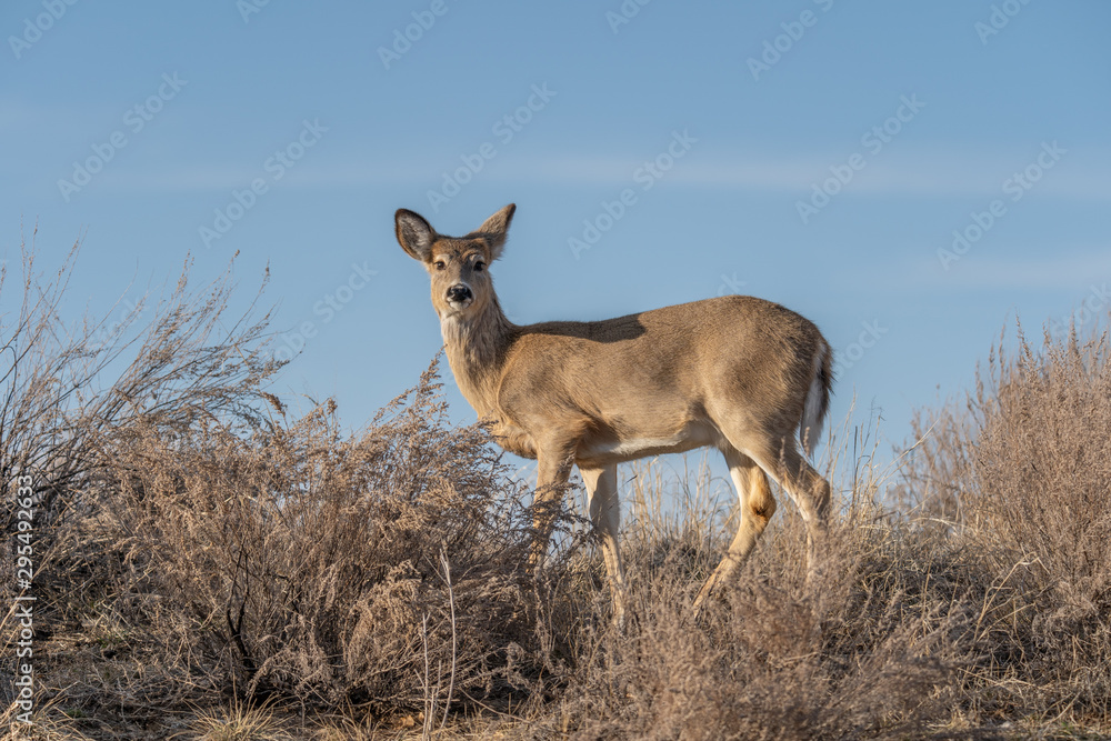 Obraz premium White-tailed deer in Denver, Colorado
