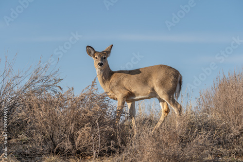 White-tailed deer in Denver, Colorado