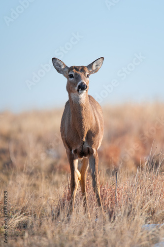 Fototapeta Naklejka Na Ścianę i Meble -  White-tailed deer in Denver, Colorado