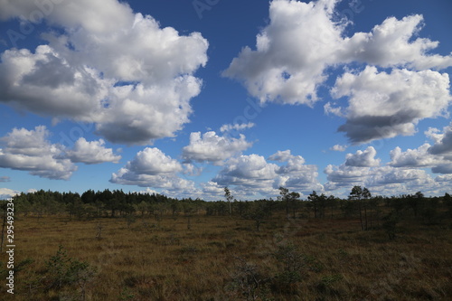 swamp autumn National Park Kemeri Latvia landscapes