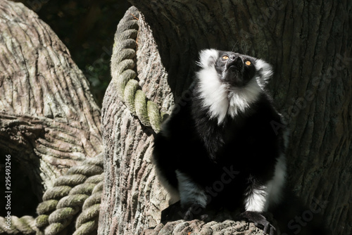 Ring tailed lemur sitting near a rope at the zoo