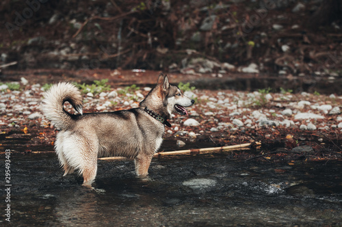 Husky en el rio photo