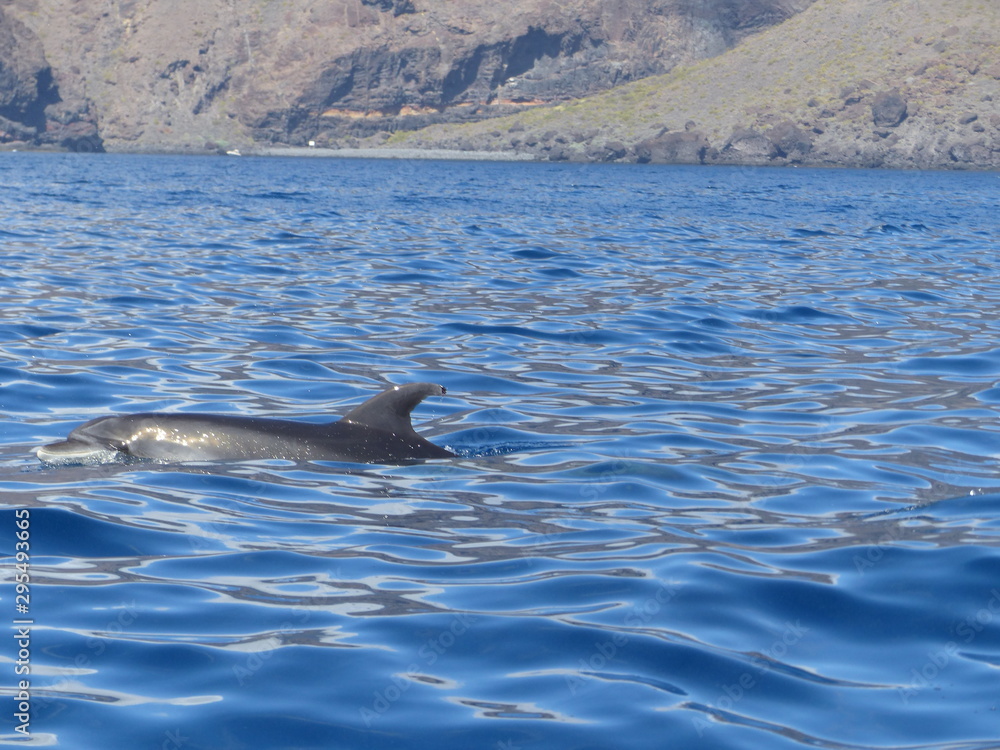 Fototapeta premium Dolphins released. Acantilados de los Gigantes, landscape of Cliffs of the Giants, Tenerife island, Canary islands, Spain