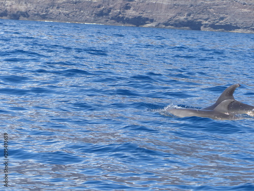 Dolphins released. Acantilados de los Gigantes, landscape of Cliffs of the Giants, Tenerife island, Canary islands, Spain