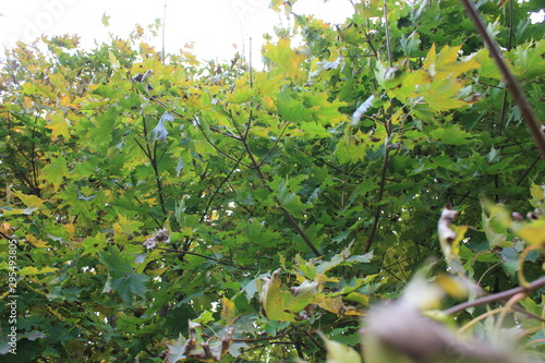 Maple leaves on a tree