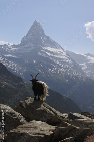 A Valais Blackneck goat on a rock with the Matterhorn in the background © mhgstan