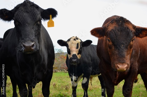 Cattle curiosity
