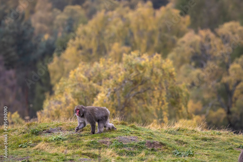 Japanese Macaque, Macaca fuscata, snow monkey walking on a hill on a sunny autumn day with orange leaf foliage background. 