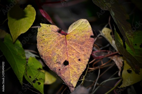 heart Leaf