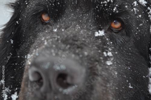 Newfie and snow