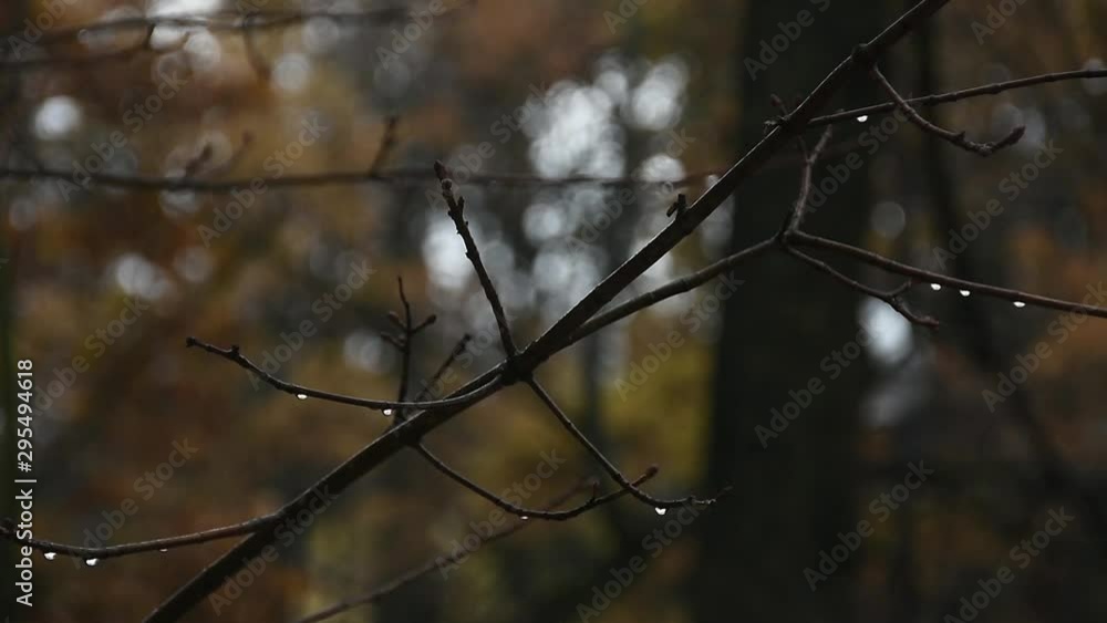 autumn oak. brown and gloomy. rainy autumn oak. brown and gloomy. rainy