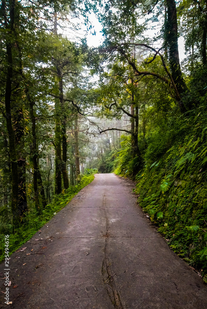 road in forest road in forest
