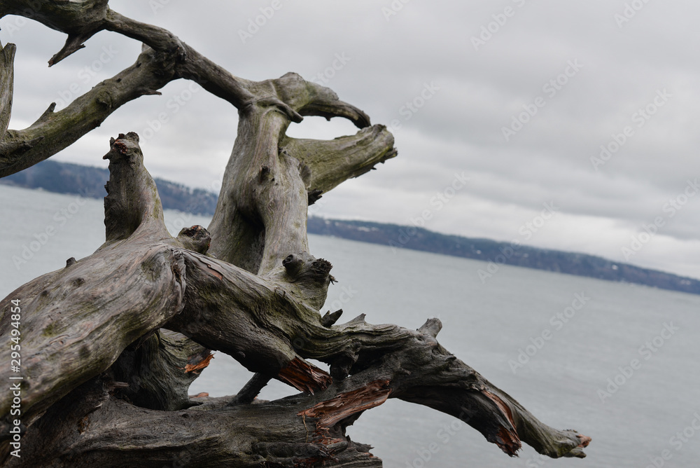Drift wood Drift wood